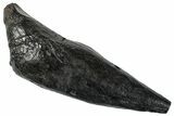 Fossil Sperm Whale (Scaldicetus) Tooth - South Carolina #274549-1